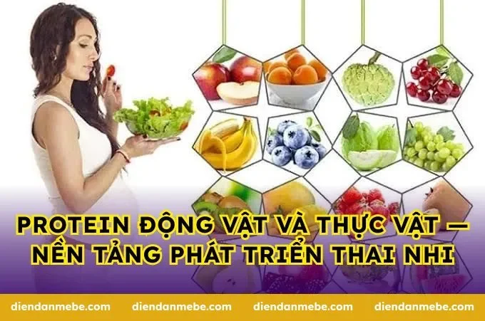 Protein động vật và thực vật — nền tảng phát triển thai nhi